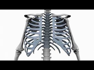 CEATEC sternal closure system THORAX
