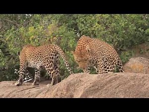 Mating Lions & Leopards