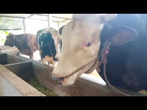 Beefmaster bulls from Frenzel Beefmasters Superb Big meet Cow cow Cow In Village