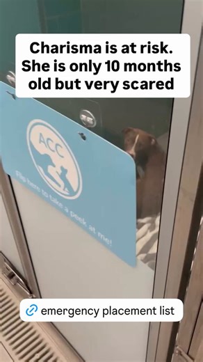 🐾🚨 URGENT — Charisma (Under Kill Command) & Rocky Road (NYCACC)Two terrified siblings who came in together after their owner became homeless 💔They are kept apart in the shelter.Charisma is already Under Kill Command — completely shut down, too terrified to leave her kennel, and freezes when anyone approaches.Her brother Rocky Road is showing the exact same fear and could easily be placed on the kill list next just for being scared.These babies desperately need a gentle New Hope rescue or expe