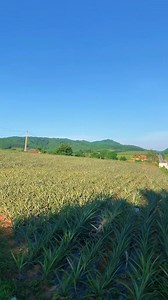 Quốc Lộ 48D, hay còn lại là đường 36. Một trong những cung đường đẹp nhất tỉnh Nghệ An qua góc nhìn của Trần Đức Trung 💕💕 | Quốc Lộ 48