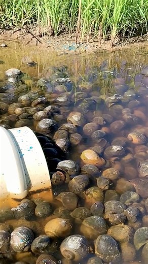 883K views · 17K reactions | Managing invasive apple snails. Look for the pink eggs. #invasivespecies #applesnail | Anna The Archer | Facebook