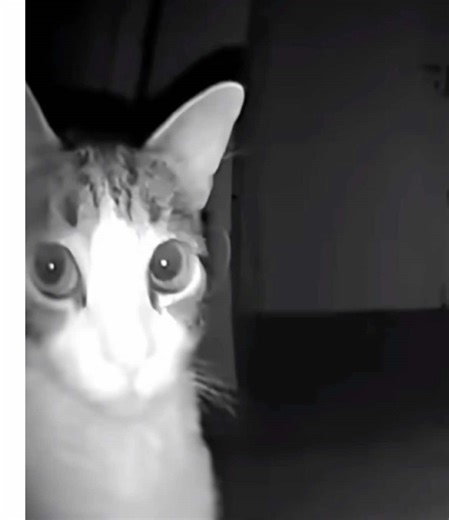 Reacción honesta a Poly.buzz y sus anuncios