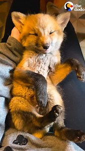 15M views · 278K reactions | Fuzzy baby foxes who wouldn't stop growling turn into puppies who nap in their rescuer's lap  | The Dodo | Facebook