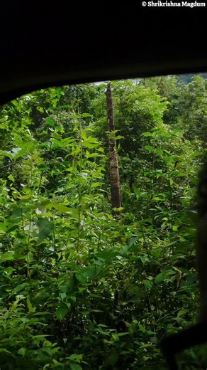 3.9K views · 372 reactions | Monitor Lizzard | घोरपड Sindhudurg | Maharashtra #sindhudurg #wildsindhudurg | Shrikrishna Magdum | Facebook