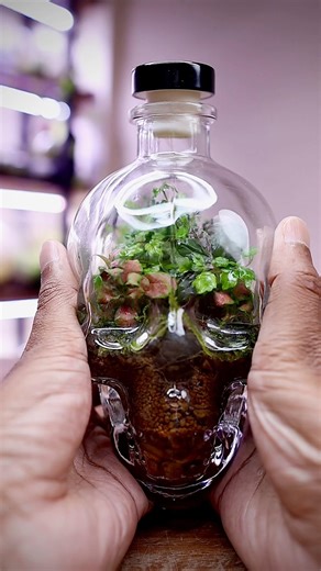 Skull💀Terrarium🌿