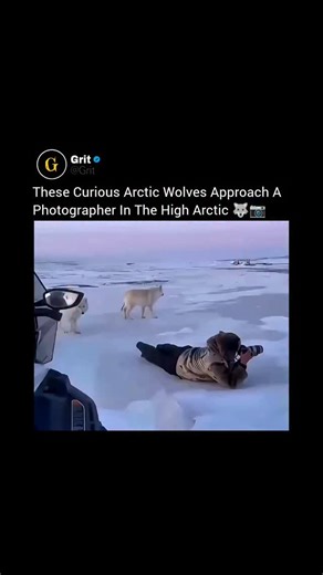 Grit on Instagram: "In the vast silence of the High Arctic, a group of Arctic wolves slowly approach a lone photographer, and the moment feels almost unreal. Against the endless white tundra, their thick pale coats blend perfectly with the landscape, creating a scene that looks calm, pure, and untouched. There’s no tension, no aggression, just quiet curiosity. What makes it so special is how relaxed and gentle they appear. These Arctic wolves, a subspecies of the gray wolf native to Canada’s Que