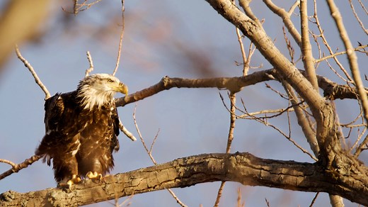 Dozens of bald eagles spotted around Ohio as birds flock to Buckeye State. Here's where