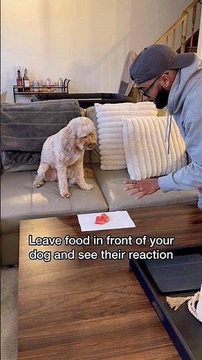 Mini Cockapoo Fights the Urge to Eat Food in Front of Her 😳