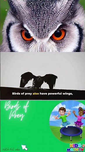 Birds of Prey for Kids | Eagles, Hawks, Owls, and Flesh