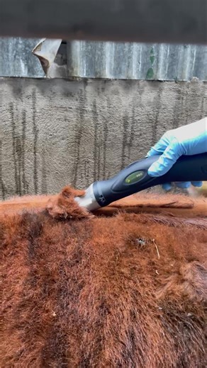 1.1M views · 6.3K reactions | Have you started bringing cattle in...