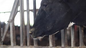 Close-up of black and white dairy cows in a barn on a kibbutz in Israel Stock ビデオ