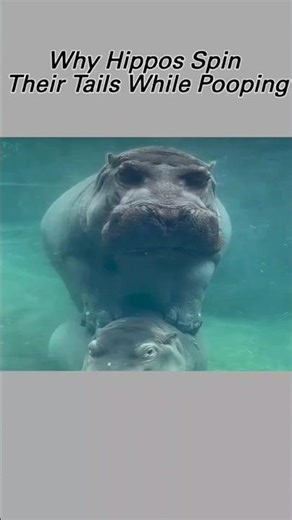 Why Hippos Spin Their Tails While Pooping #didyouknow #animals #facts #shorts