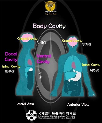 [ 해부학 용어 ] Body Cavity 체강 • 몸안 - 1분 톡톡 해부학용어