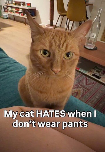 Orange Conservative Cat Core: Comedy Pets & Parenting Insights