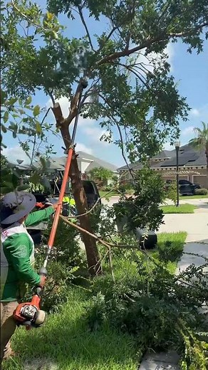 Tree Shaping 🌴 | Expert Palm Trimming by Top Lawn Pros | Valrico, Lithia, Brandon FL