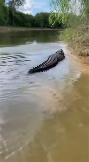 The Boldest Duck Ever: Standing Up to a Giant Crocodile! 🦆🚫🐊