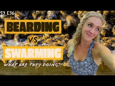 Are Your Bees Bearding Or Swarming??? Beekeeping 101 #beekeeping