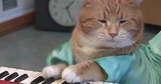 The Legendary 'Keyboard Cat' Has Passed Away at Age 9