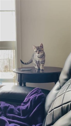 New Kitten . 10 weeks old