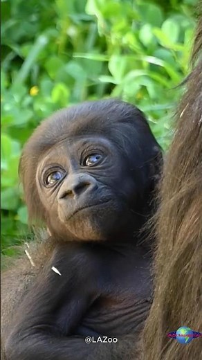 Meet Angela: LA Zoo’s First Gorilla Baby in 20 Years