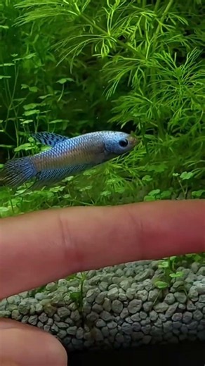 This Betta Tries to Escape