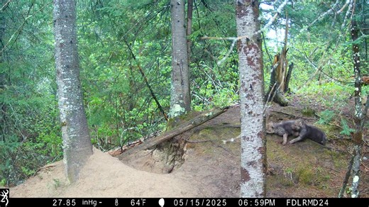 International Wolf Center on Reels