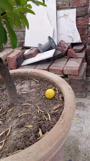 First Lemon 🍋 Of The Season #shorts