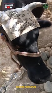 8K views · 161 reactions | In an innovative approach to pest control,...