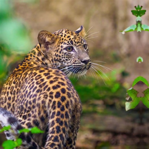 🇱🇰 Awe-inspiring 17-day Sri Lanka Tour NOW from ONLY £2,699pp (was from £2,899pp) 🔥 SAVE £400 per couple (£200 per person) on selected departures May - October 2026 Journey to the heart of this captivating island, exploring cultural treasures and natural beauty with a Grand Tour of Sri Lanka 🐆⛰️🍃 🧭 Grand Tour of Sri Lanka - 17 days NOW from ONLY £2,699pp (was from £2,899pp) 📍 Colombo - Anuradhapura - Passikudah - Dambulla - Kandy - Nuwara Eliya - Udawalawe - Tissamaharama – Mirissa ✈️ Lea