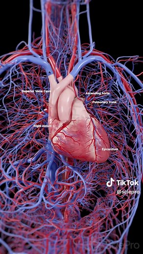 Exploring the Complex Anatomy of the Human Heart