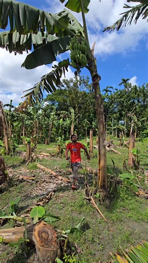 1.6K views | Harvest a Banana the tree stick  | Videos Ep- 1654 | MS Food challenge | Facebook