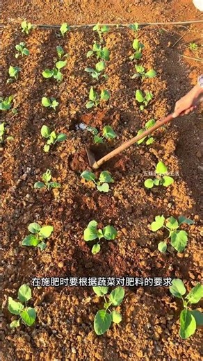 #Tips for growing vegetables at home#The correct usage of compound fertilizer#A Guide to