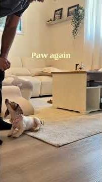 After 2 weeks of training this is all my puppy knows at 11 weeks old #puppy #dachshund #training