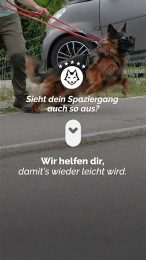 Aggression und Angst beim Hund - Mad Dog Club #hundetraining