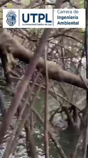 Salir al territorio transforma la manera de aprender 🌿✨ En el manglar, estudiantes de Practicum 3 aplicaron sus conocimientos 📚, compartieron con la comunidad 🤝 y vivieron de cerca los retos reales del trabajo ambiental en campo 🌎🌱 En este video nos cuentan qué hicieron y qué significó para ellos esta experiencia que fortalece su formación profesional y humana 💚 Te invitamos a verlo hasta el final 🎥 Seguro te va a inspirar ✨ #AmbientalEnLaUTPL #Vinculación #UTPL #DecideSerMás #Vinculación