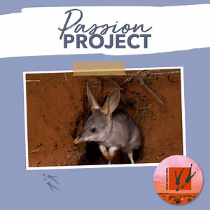 Meet the Greater Bilby  Since their release into the Arid Recovery...