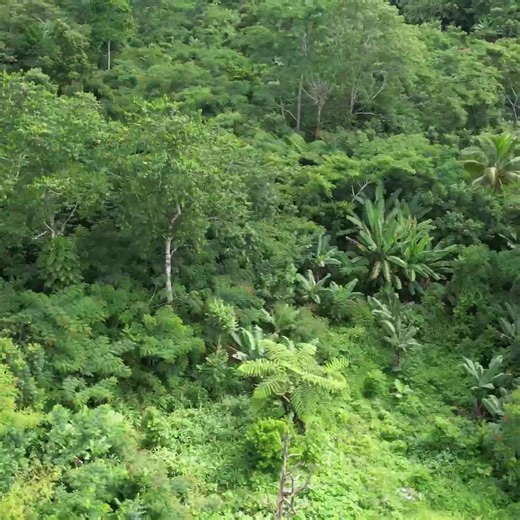 Samoan Edible Delights You Won't Believe