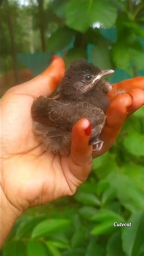 Tinny bird 🐣 #foryou #ytshorts #shorts #viralvideo #birds #anmals #viralshortvideo