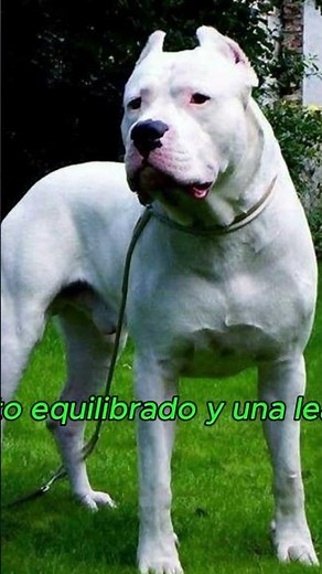 Dogo Argentino: El Imponente Cazador de Grandes Presas | Historia y Características