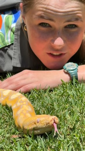 Brooke Carter 🐝 | Meet Blaze - my reticulated python, he is getting ready to shed his skin, what an amazing adaptation! 🐍🆒 | Instagram