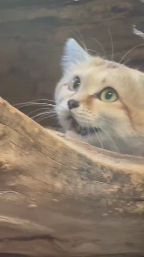 11K views · 277 reactions | Sand cats: cute? Okay, maybe. Menace to their prey? Definitely. Sand cats are known for being fearless snake hunters, and often take on the likes of venomous vipers   Swing by the Small Animal Building to visit Asim on your next zoo visit! #utahshoglezoo #hoglezoo #Caturday #sandcat | Utah's Hogle Zoo | Facebook