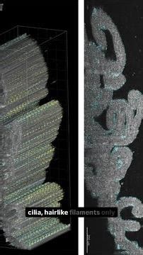 Bright Bytes: The secret life of fallopian tubes