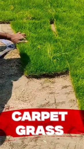 grass seeling in market | #trending #facts #lifeisbutadream #alarmdevice