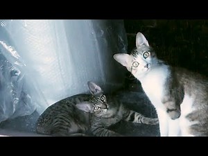 Funny Cat Moments Caught On Camera 2019 | Viral Cat Videos