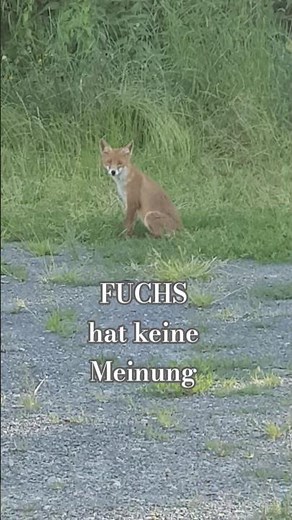 Füchse im Naturschutzgebiet #fox