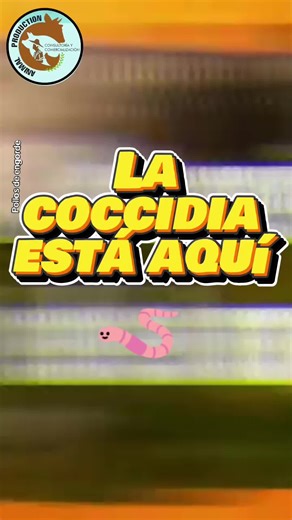 Coccidia en Pollos de Engorde: ¿Cómo prevenir la coxidiosis? 🐔