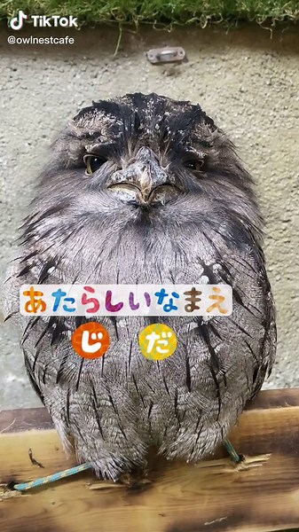 オーストラリアガマグチヨタカのかわいい鳴き声を楽しむ