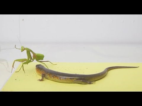 a hungry lizard sees a praying mantis//lizard vs mantis