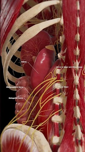 Posterior view of the kidney #meded #anatomy #3dmodel
